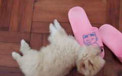 网红狗狗拖鞋,萌宠时尚新潮流